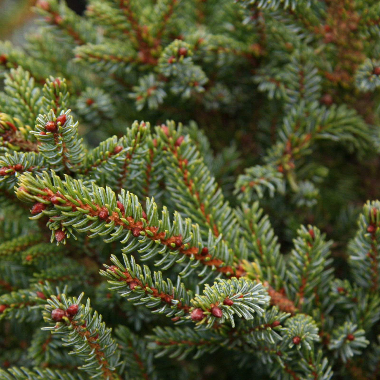 Ель аянская Чайниз Марл